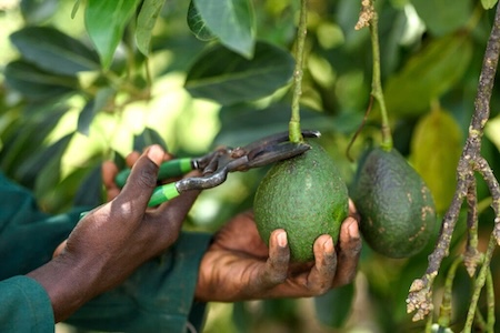 African Hand Avocado Tree